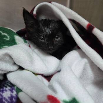 Pop -  Domestic Medium Hair Cat for Adoption in Newport, Tennessee - Pop | PetCurious