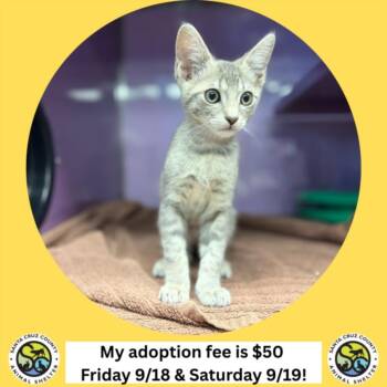 JOHNNY* -  Domestic Short Hair Cat for Adoption in Santa Cruz, California - JOHNNY* | PetCurious