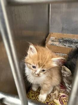A186088 -  Domestic Long Hair and Domestic Short Hair Cat for Adoption in Pasadena, Texas - A186088 | PetCurious