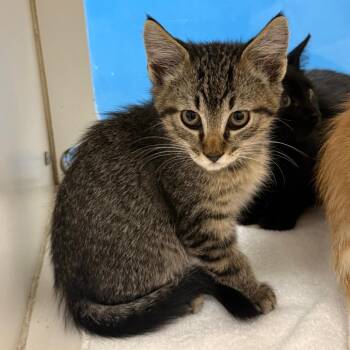 Stormfly -  Domestic Short Hair Cat for Adoption in Cheyenne, Wyoming - Stormfly | PetCurious