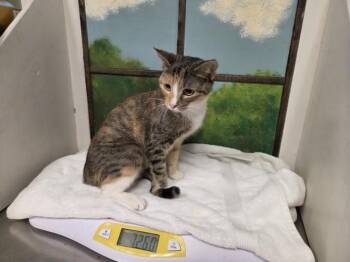 FLORGATO -  Domestic Short Hair Cat for Adoption in Houston, Texas - FLORGATO | PetCurious