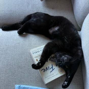 American Shorthair Cats Available for Adoption - Maytag | PetCurious