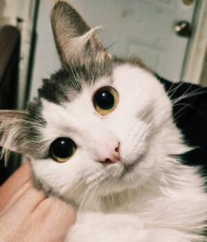 Milagros -  Norwegian Forest Cat and Domestic Medium Hair Cat for Adoption - Milagros | PetCurious