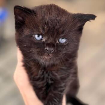 Domestic Short Hair Cats Available for Adoption in Chapel Hill, North Carolina - Sparrow | PetCurious