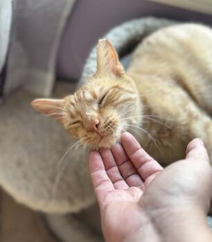 Sunbeam -  Domestic Short Hair Cat for Adoption in North Babylon, New York - Sunbeam | PetCurious