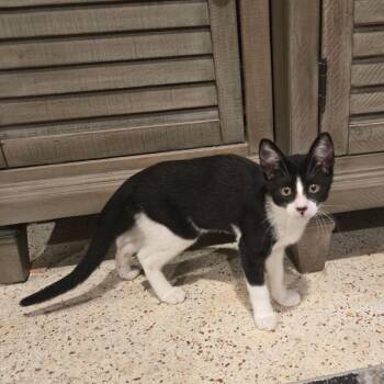 Tiny -  Domestic Short Hair Cat for Adoption in NEW PT RICHEY, Florida - Tiny | PetCurious