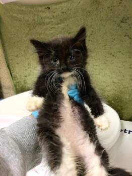 Domestic Short Hair Cats Available for Adoption in Riverside, California - MARS | PetCurious