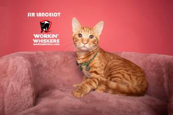 Domestic Short Hair and Tabby Cats Available for Adoption - SIR LANCELOT | PetCurious