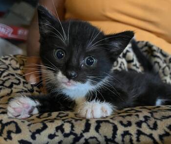 Rescue Tuxedo Cats for Adoption in Parkland, Florida - Sidney | PetCurious