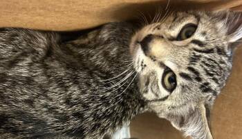 Franz -  Domestic Short Hair Cat for Adoption in Ontario, California - Franz | PetCurious