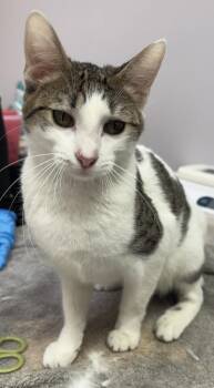 Domestic Short Hair Cats Available for Adoption in Saint Paul, Minnesota - Kim | PetCurious