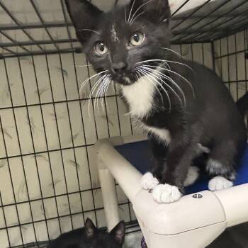 Ozzy and Sharon -  Domestic Short Hair Cat for Adoption in Cape May, New Jersey - Ozzy And Sharon | PetCurious