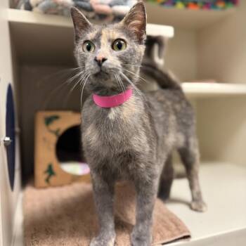 Domestic Short Hair Cats Available for Adoption in Fairport, New York - Ginny | PetCurious