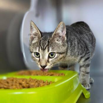 Jumping Bean -  Domestic Short Hair Cat for Adoption in Windsor, Virginia - Jumping Bean | PetCurious