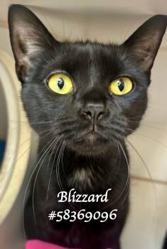 Rescue Domestic Short Hair Cats for Adoption in Wilkes-barre, Pennsylvania - Blizzard | PetCurious