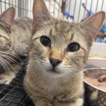 Domestic Short Hair Cats Available for Adoption in Fort Worth, Texas - Pauly | PetCurious