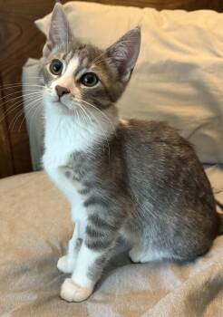Yahtzee (siblings are Scrabble & Bingo) -  Tabby Cat for Adoption in Brighton, Michigan - Yahtzee (siblings Are Scrabble & Bingo) | PetCurious