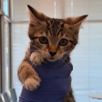 Molly -  Domestic Short Hair Cat for Adoption in Chattanooga, Tennessee - Molly | PetCurious