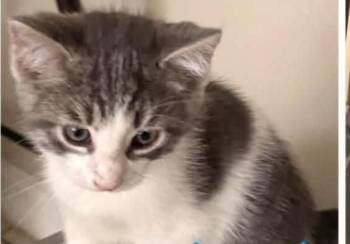 Domestic Medium Hair Cats Available for Adoption in Town 