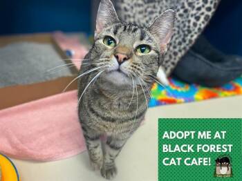 Domestic Short Hair Cats Available for Adoption in Fort Wayne, Indiana - KYLIE | PetCurious