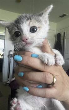 Domestic Short Hair Cats Available for Adoption in West Chester, Pennsylvania - Sarah | PetCurious