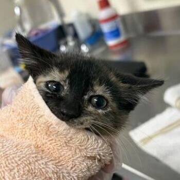 Phoebe -  Domestic Short Hair Cat for Adoption in Asheville, North Carolina - Phoebe | PetCurious