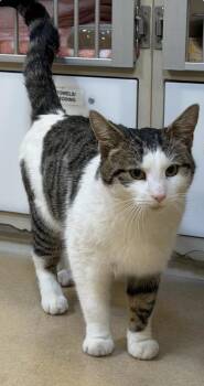 Domestic Short Hair Cats Available for Adoption - Opie | PetCurious
