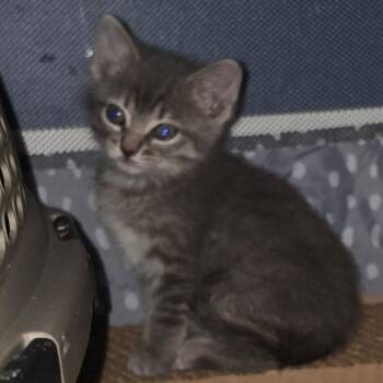 Domestic Short Hair Cats Available for Adoption in Cabot, Arkansas - Purrcilla | PetCurious