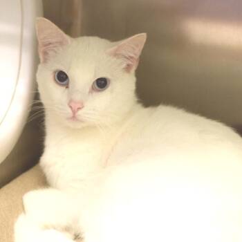 My Boy Blue -  Domestic Short Hair Cat for Adoption in Belleville, Illinois - My Boy Blue | PetCurious