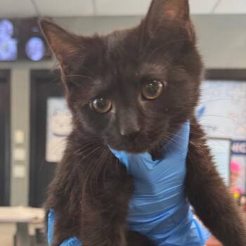 Blair -  Domestic Short Hair Cat for Adoption in Allentown, Pennsylvania - Blair | PetCurious