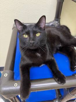 Rescue Domestic Short Hair Cats for Adoption in Shorewood, Illinois - Lotus | PetCurious