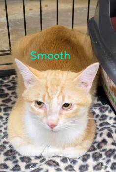 Smooth -  Domestic Medium Hair Cat for Adoption in Cloquet, Minnesota - Smooth | PetCurious