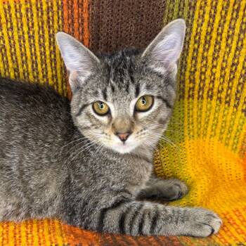 Dobby -  American Wirehair and American Shorthair Cat for Adoption in Mount Vernon, Illinois - Dobby | PetCurious