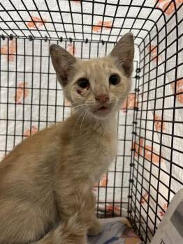 Domestic Short Hair Cats Available for Adoption in Fort Lauderdale, Florida - TIMOTHY | PetCurious