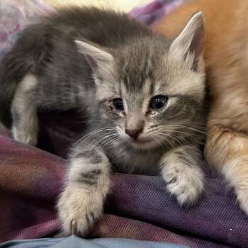 Domestic Short Hair Cats Available for Adoption in Wichita, Kansas - Baked Alaska | PetCurious