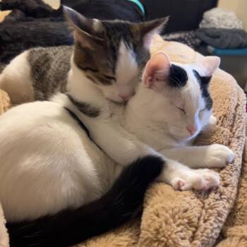 Rescue Tabby Cats for Adoption in Cottonwood Heights, Utah - Bessie And Duke | PetCurious