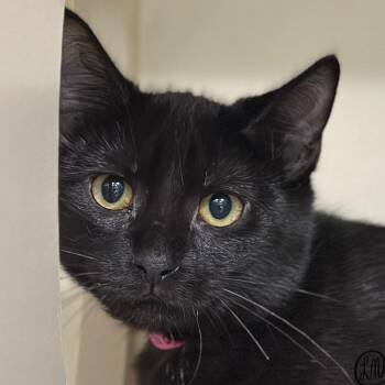 Ophelia -  Domestic Short Hair Cat for Adoption in Victor, New York - Ophelia | PetCurious