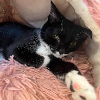 Rescue Domestic Short Hair Cats for Adoption in Fairfax Station, Virginia - Gurt | PetCurious