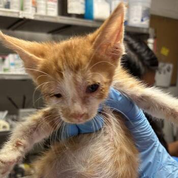 Kev -  Domestic Short Hair Cat for Adoption in Edinburg, Texas - Kev | PetCurious