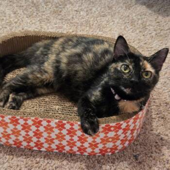 Peel -  Domestic Short Hair Cat for Adoption in Fredericksburg, Virginia - Peel | PetCurious