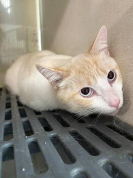 Siamese and Domestic Short Hair Cats Available for Adoption in Yardley, Pennsylvania - Flame | PetCurious