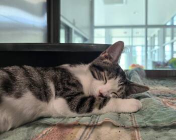 Cher -  Domestic Short Hair Cat for Adoption in Wellington, Kansas - Cher | PetCurious