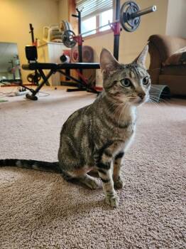 Domestic Short Hair Cats Available for Adoption in Wheaton, Illinois - Betty Crocker | PetCurious