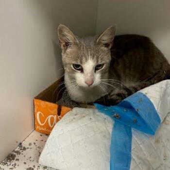 Pinky -  Domestic Short Hair Cat for Adoption in Jeffersonville, Indiana - Pinky | PetCurious