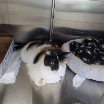 Domestic Short Hair Cats Available for Adoption - Beanie Weenie | PetCurious