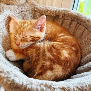 Dennis -  Domestic Short Hair Cat for Adoption in Huntsville, Alabama - Dennis | PetCurious