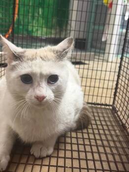 Shrimp -  Domestic Short Hair Cat Available for Adoption in New Braunfels, Texas - Shrimp | PetCurious