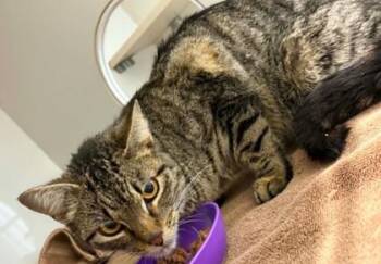 Hungry Anna -  Domestic Short Hair Cat Available for Adoption in Lampasas, Texas - Hungry Anna | PetCurious