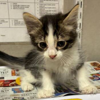 Garfunkel -  Domestic Short Hair Cat Available for Adoption in Yuma, Arizona - Garfunkel | PetCurious