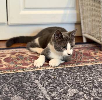 Pisco - KITTEN in foster -  Domestic Short Hair Cat for Adoption in Alexandria, Virginia - Pisco - KITTEN In Foster | PetCurious